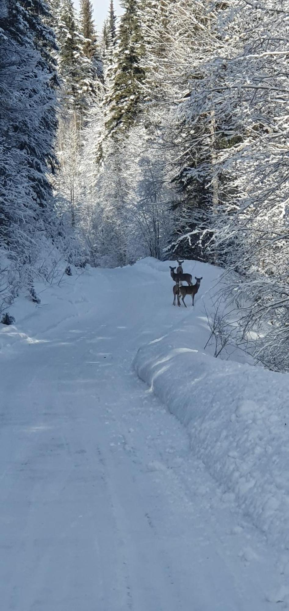 Alpine Meadows Lodge Голдън Екстериор снимка